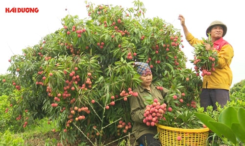 Gấp rút chuẩn bị cho Ngày hội vải thiều